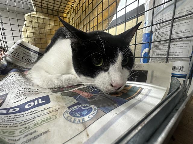 Adoptable Cat