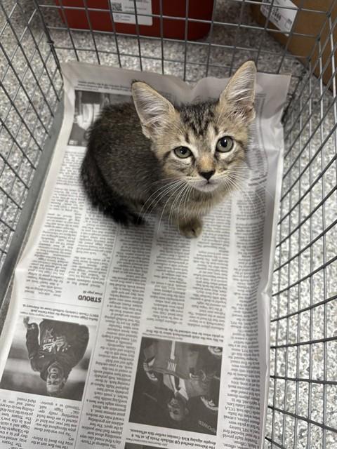 Adoptable Cat