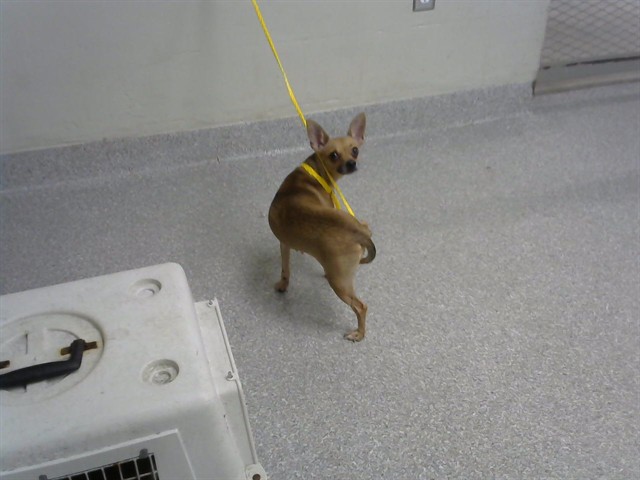 Adoptable Dog
