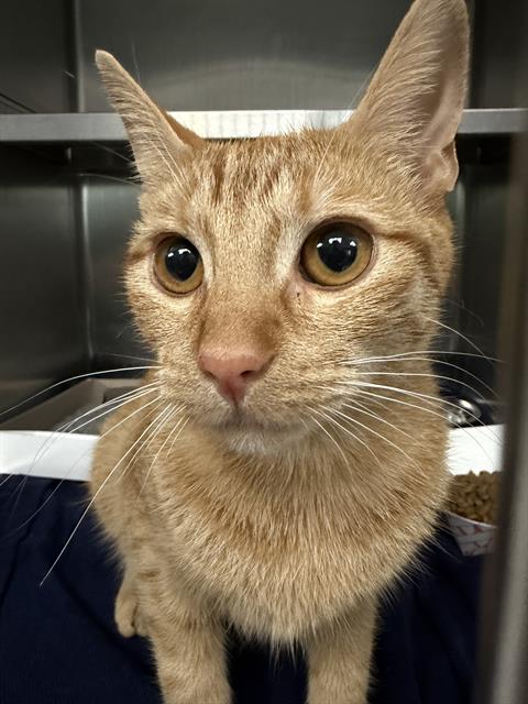 Adoptable Cat