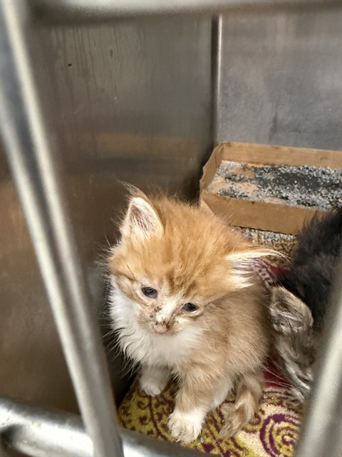 Adoptable Cat