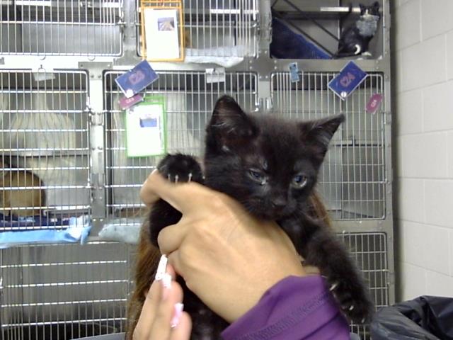 Adoptable Cat