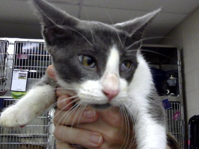 Adoptable Cat