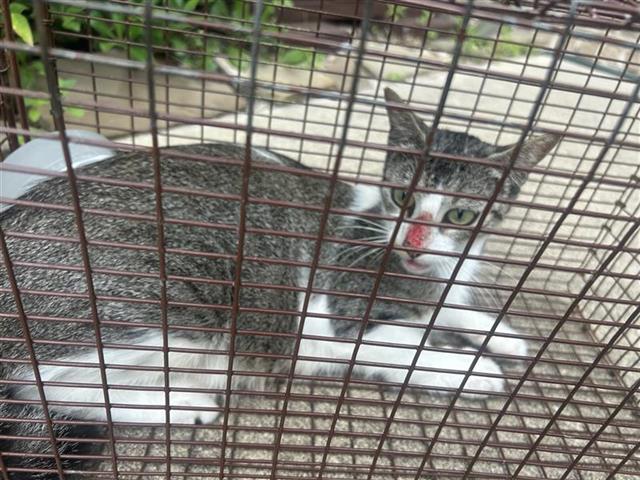 Adoptable Cat