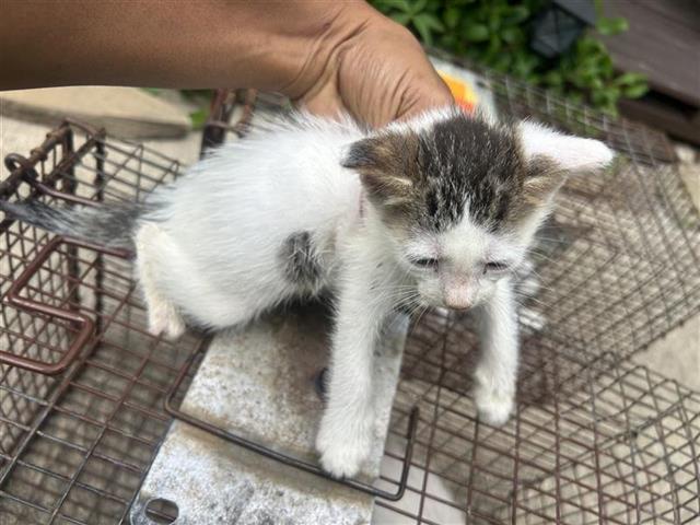 Adoptable Cat