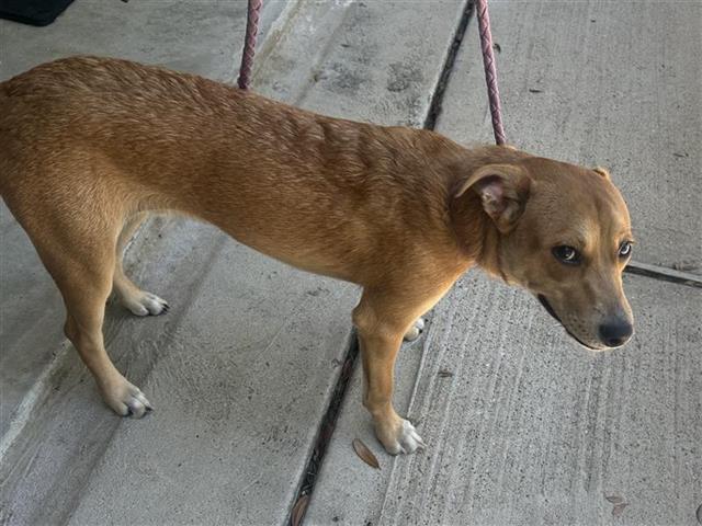 Adoptable Dog