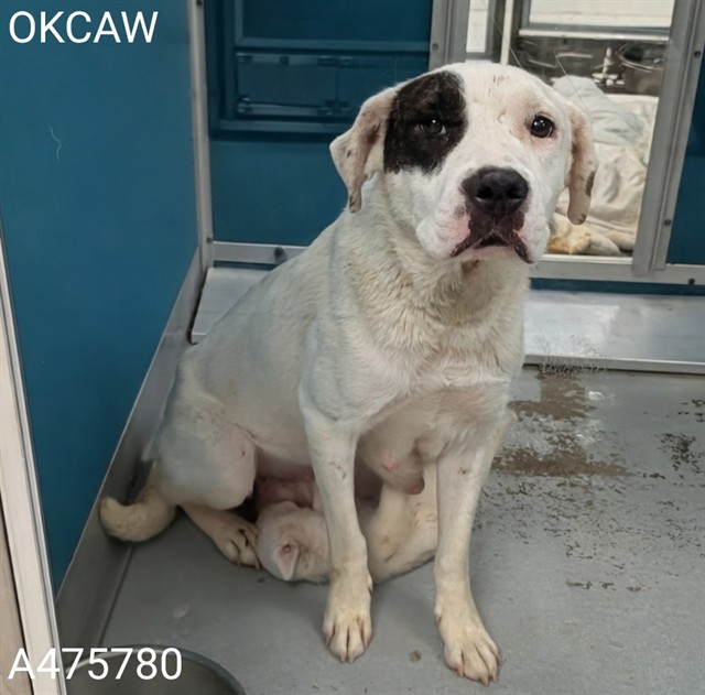 Adoptable Dog