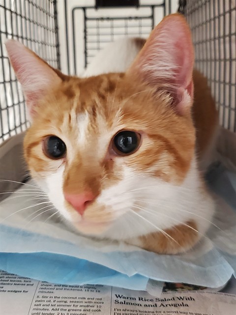 Adoptable Cat