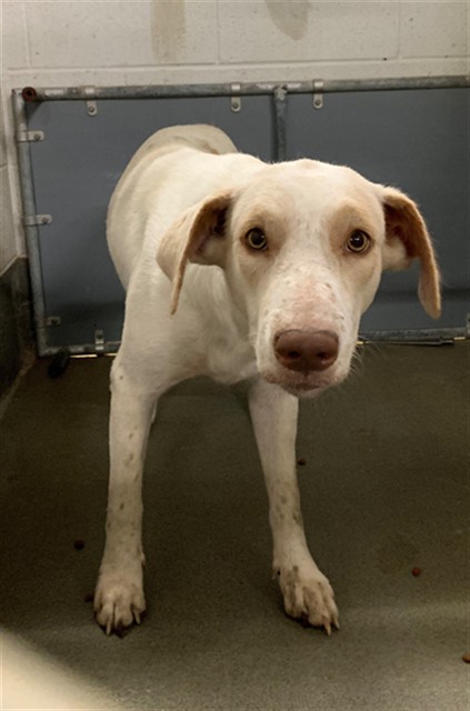 Adoptable Dog