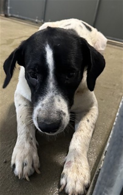 Adoptable Dog