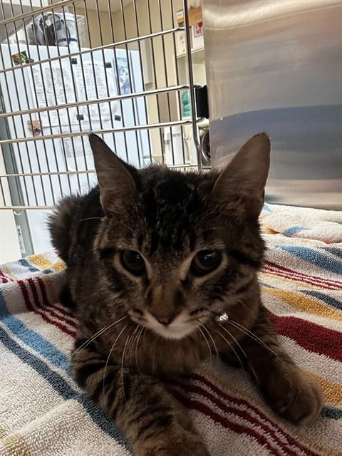 Anubis