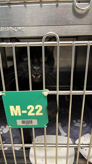 Adoptable Cat