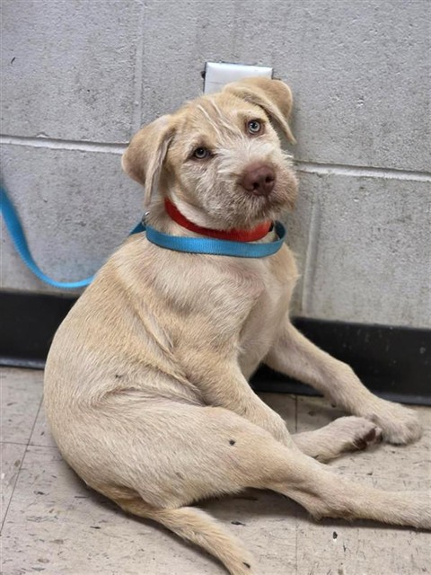 Adoptable Dog
