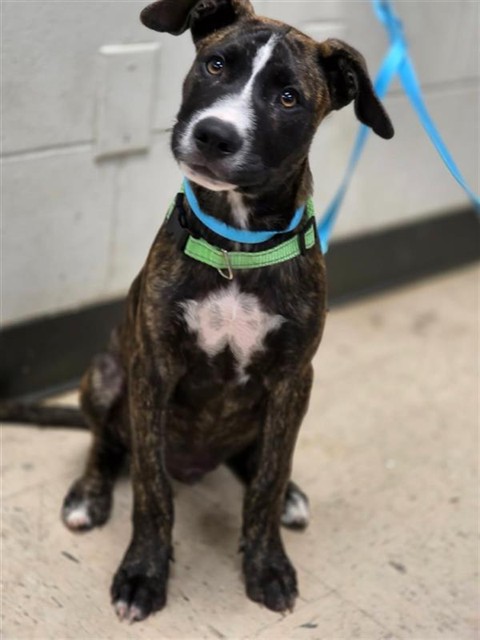 Adoptable Dog