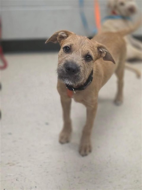 Adoptable Dog