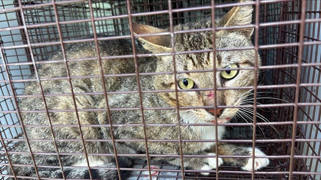 Adoptable Cat