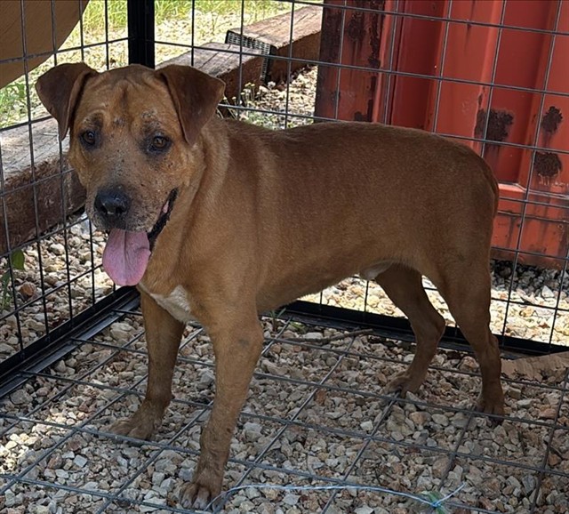 Adoptable Dog
