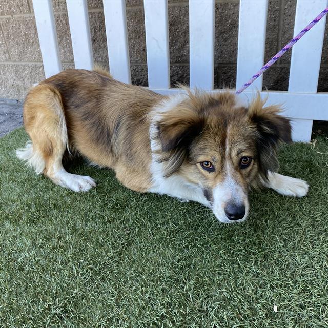 Adoptable Dog