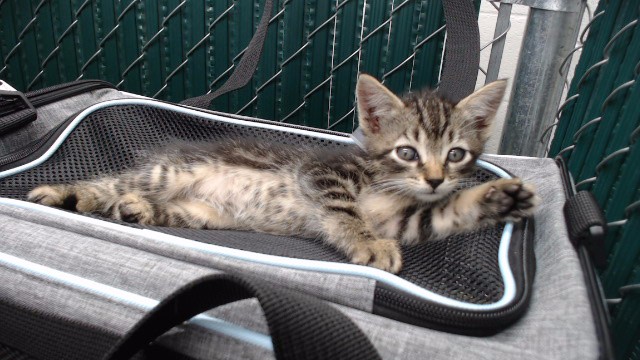 Adoptable Cat