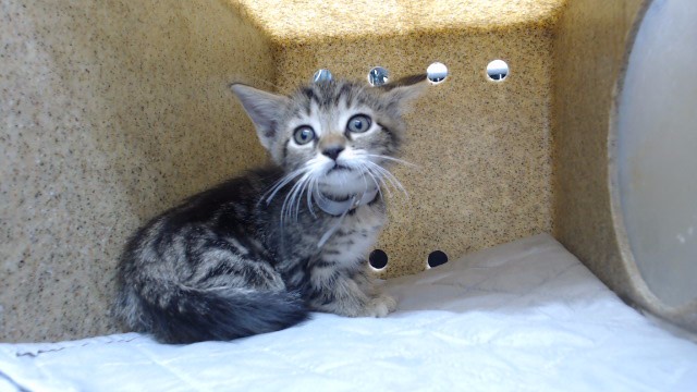 Adoptable Cat