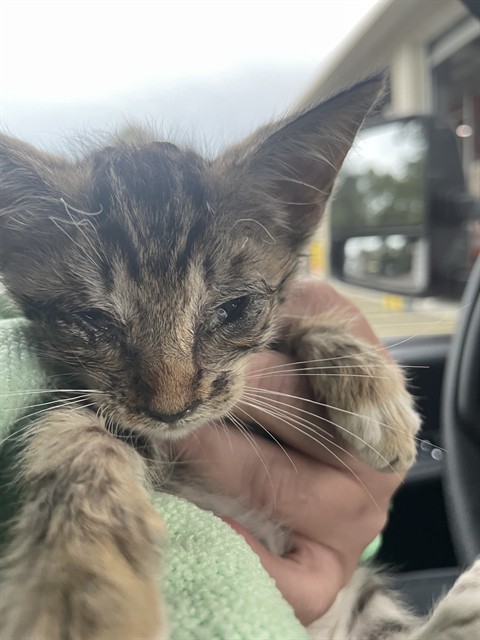 Adoptable Cat