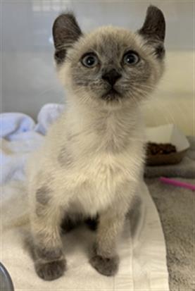 Adoptable Cat