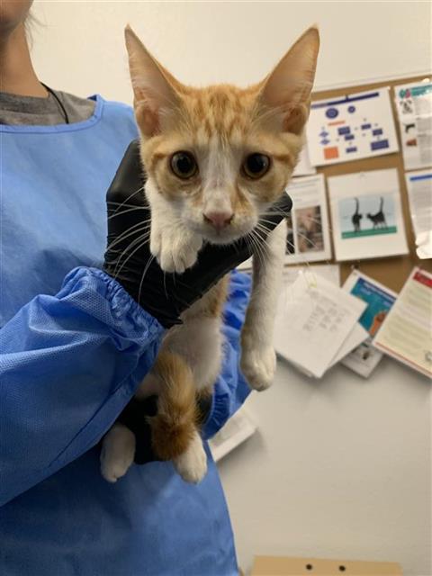 Adoptable Cat