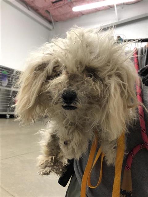 Adoptable Dog