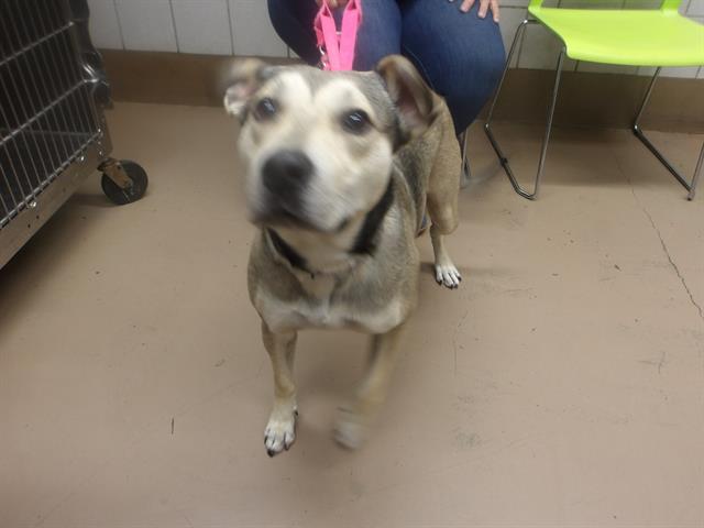 Adoptable Dog