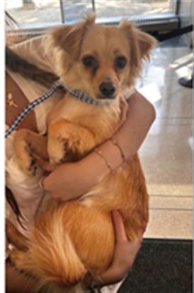 Adoptable Dog