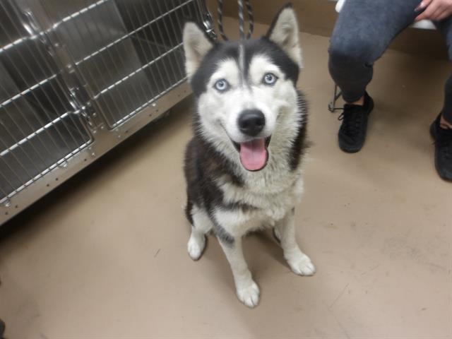 Adoptable Dog