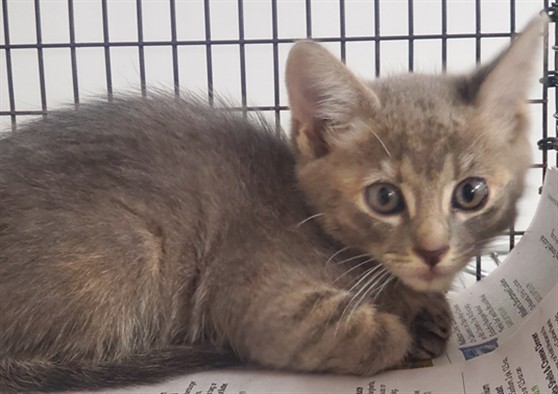 Adoptable Cat