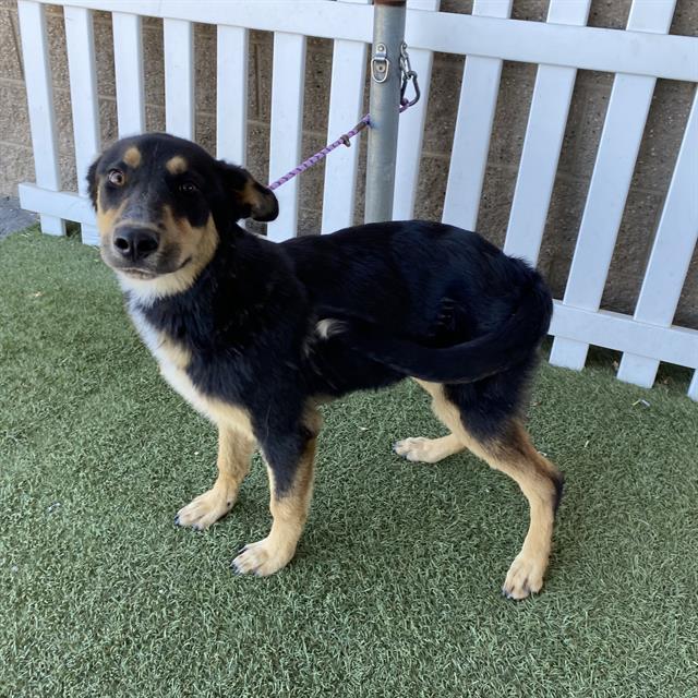 Adoptable Dog