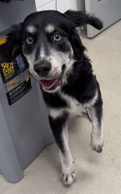 Adoptable Dog