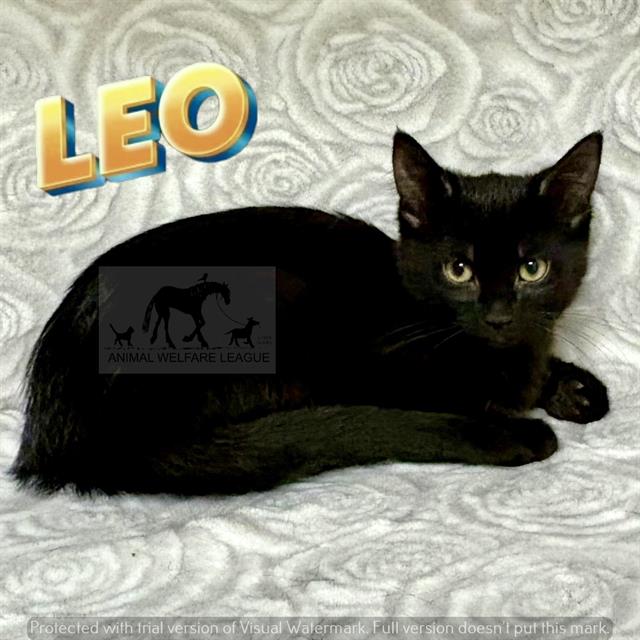 Leo