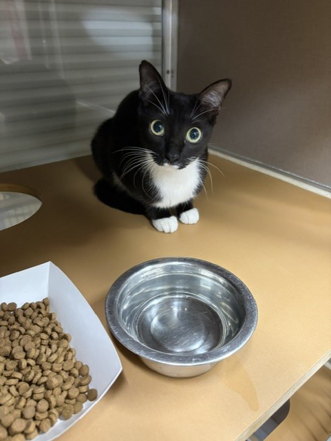 Adoptable Cat