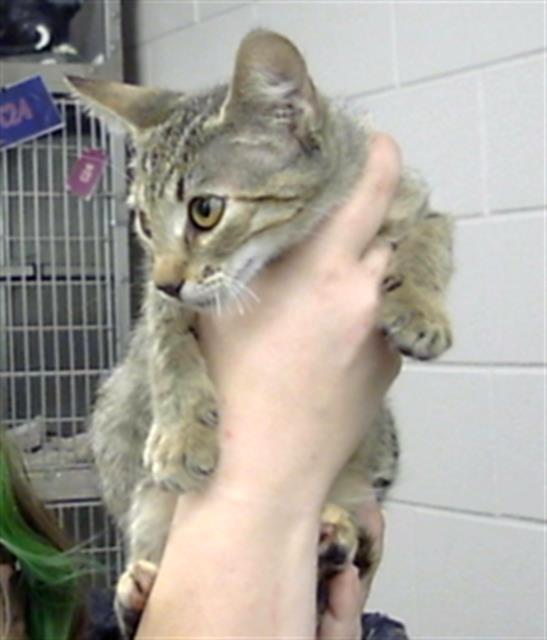 Adoptable Cat
