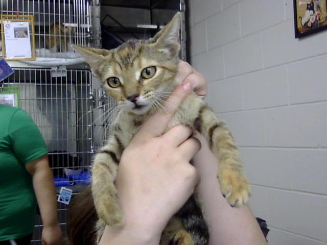 Adoptable Cat