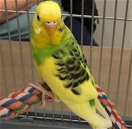 Willow