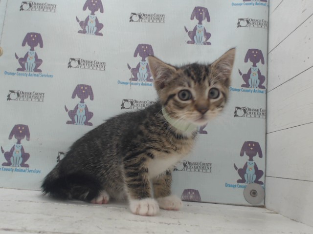Adoptable Cat