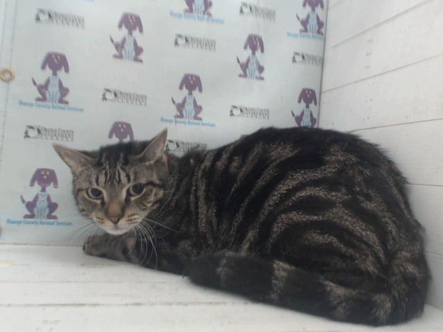 Adoptable Cat