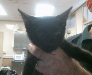 Adoptable Cat