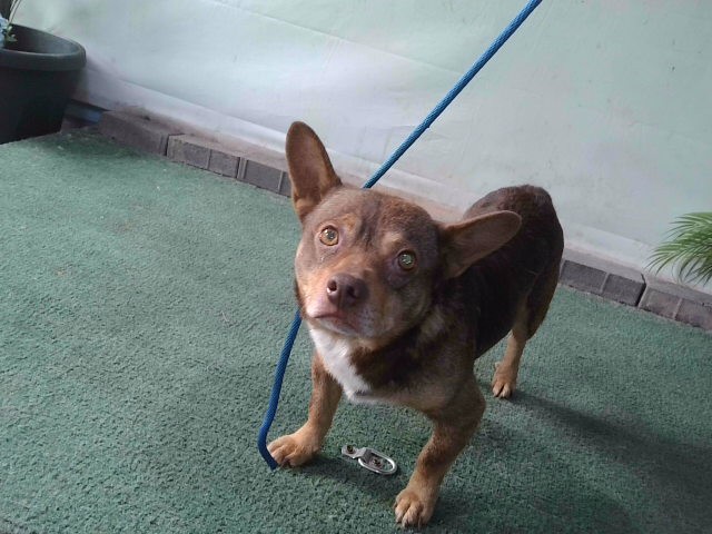 Adoptable Dog
