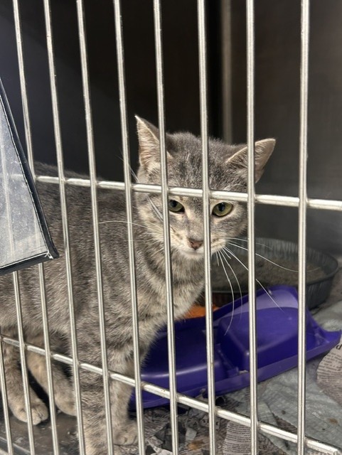 Adoptable Cat