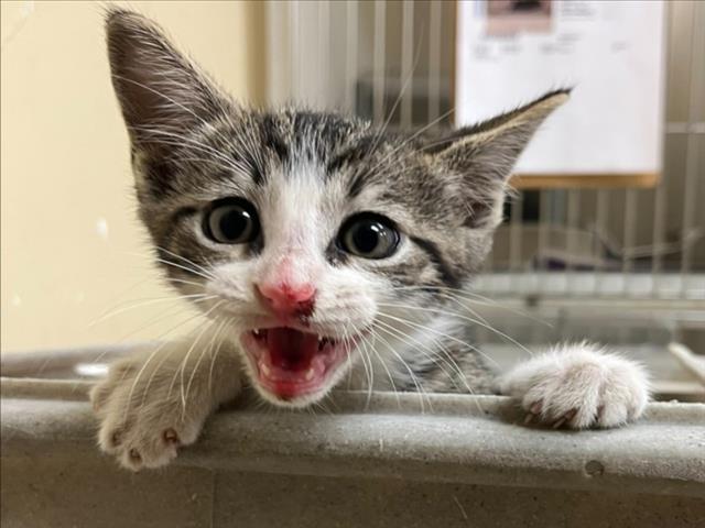 Adoptable Cat