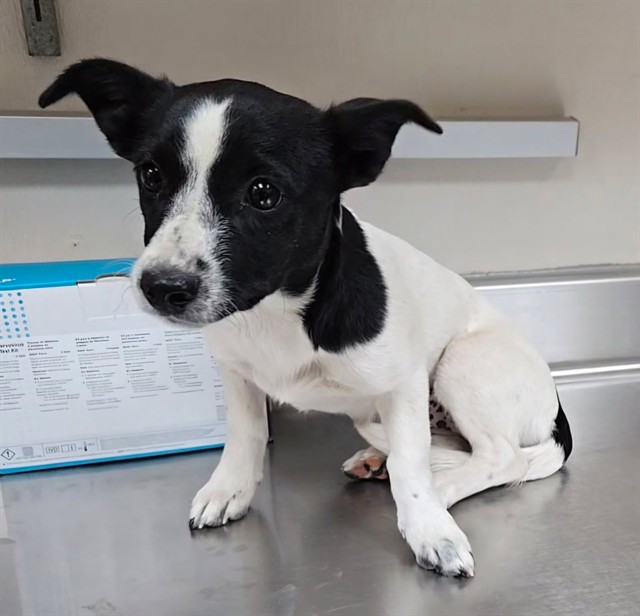 Adoptable Dog