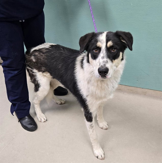 Adoptable Dog