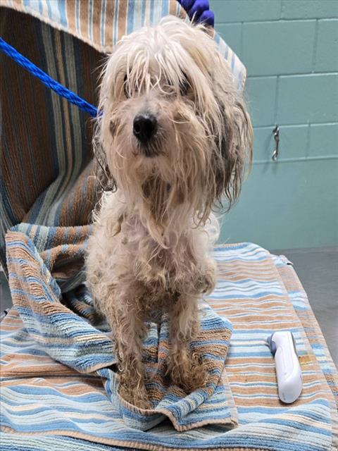 Adoptable Dog