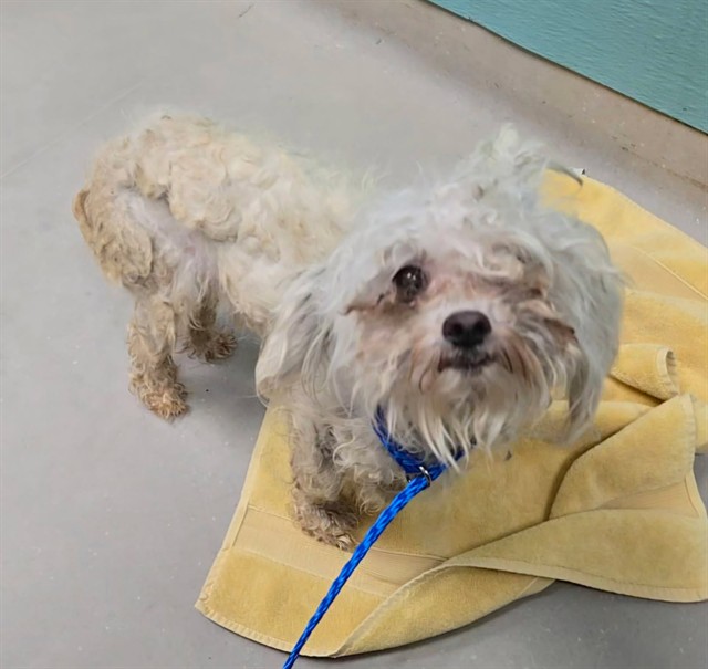 Adoptable Dog