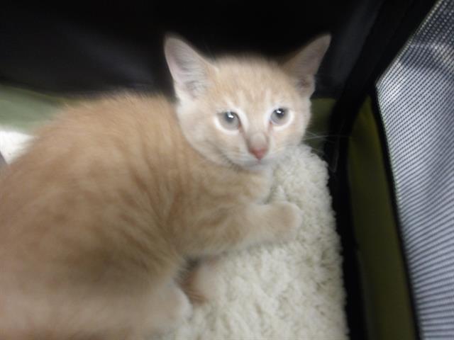 Adoptable Cat